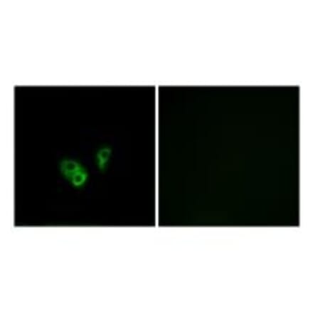 Immunofluorescence - CNGA2 Antibody from Signalway Antibody (34625) - Antibodies.com