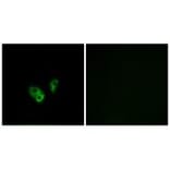 Immunofluorescence - CNGA2 Antibody from Signalway Antibody (34625) - Antibodies.com