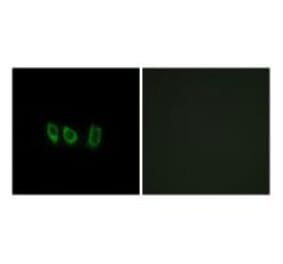 Immunofluorescence - CSTL1 Antibody from Signalway Antibody (34628) - Antibodies.com