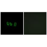 Immunofluorescence - CSTL1 Antibody from Signalway Antibody (34628) - Antibodies.com