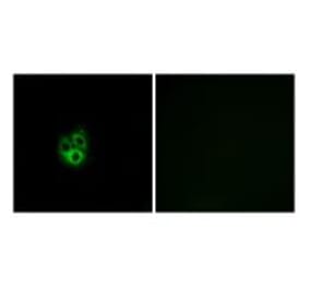 Immunofluorescence - GNG5 Antibody from Signalway Antibody (34726) - Antibodies.com