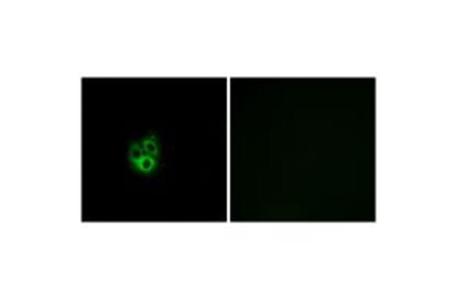 Immunofluorescence - GNG5 Antibody from Signalway Antibody (34726) - Antibodies.com