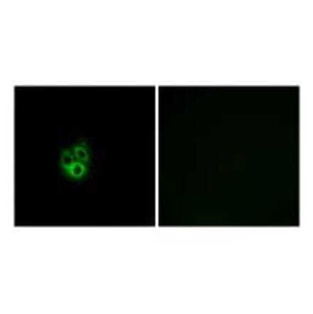 Immunofluorescence - GNG5 Antibody from Signalway Antibody (34726) - Antibodies.com