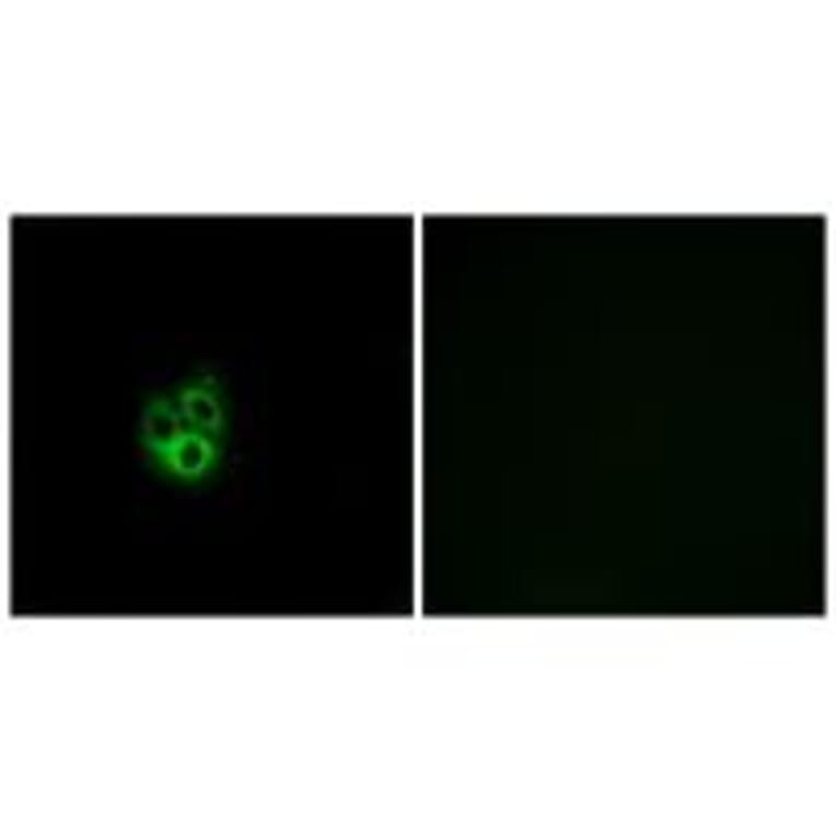 Immunofluorescence - GNG5 Antibody from Signalway Antibody (34726) - Antibodies.com