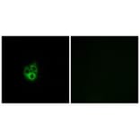 Immunofluorescence - GNG5 Antibody from Signalway Antibody (34726) - Antibodies.com