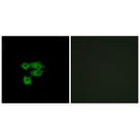 Immunofluorescence - LY6E Antibody from Signalway Antibody (34769) - Antibodies.com