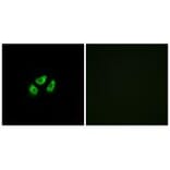 Immunofluorescence - SCN7A Antibody from Signalway Antibody (35055) - Antibodies.com