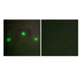 Immunofluorescence - ATRX Antibody from Signalway Antibody (33777) - Antibodies.com