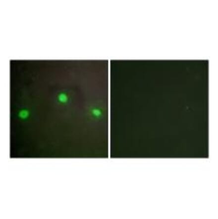 Immunofluorescence - ATRX Antibody from Signalway Antibody (33777) - Antibodies.com