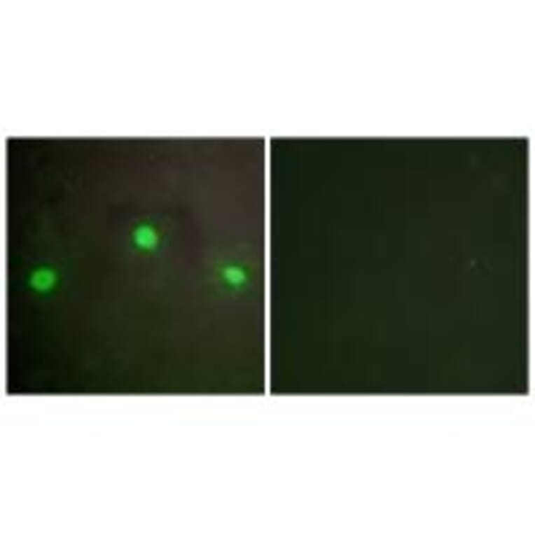 Immunofluorescence - ATRX Antibody from Signalway Antibody (33777) - Antibodies.com