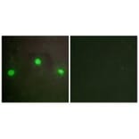 Immunofluorescence - ATRX Antibody from Signalway Antibody (33777) - Antibodies.com