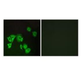 Immunofluorescence - TTF2 Antibody from Signalway Antibody (35169) - Antibodies.com