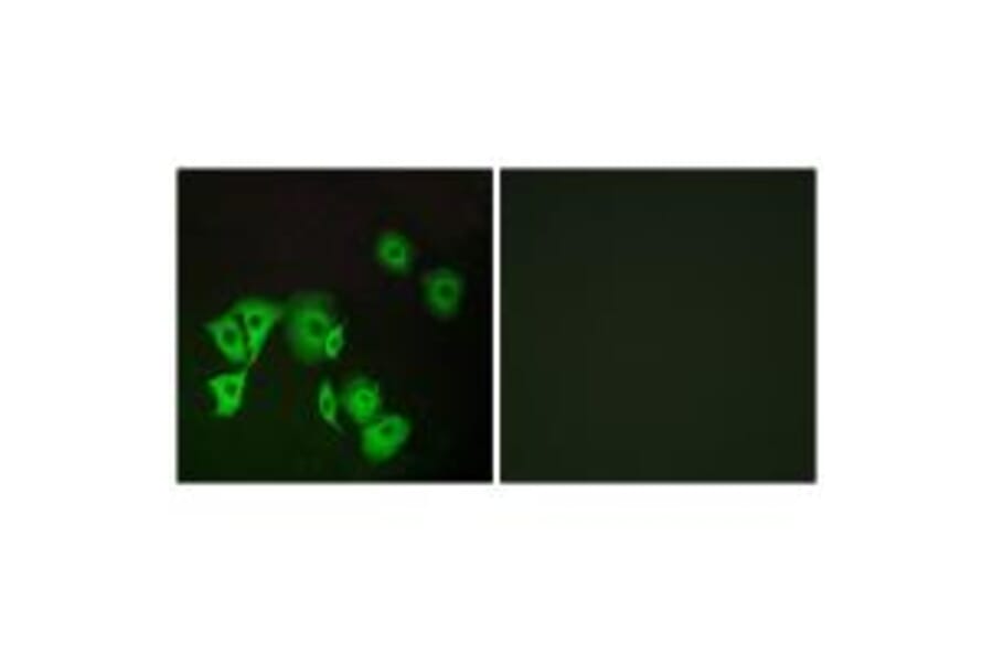 Immunofluorescence - TTF2 Antibody from Signalway Antibody (35169) - Antibodies.com