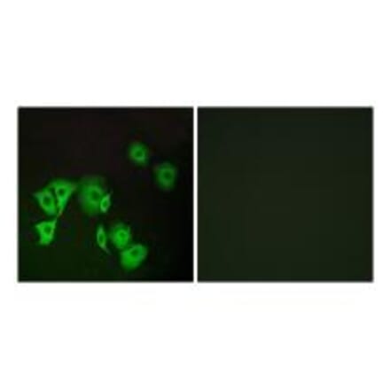 Immunofluorescence - TTF2 Antibody from Signalway Antibody (35169) - Antibodies.com
