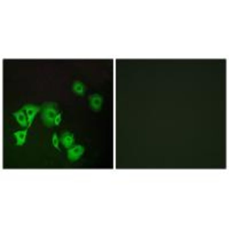 Immunofluorescence - TTF2 Antibody from Signalway Antibody (35169) - Antibodies.com