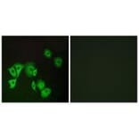 Immunofluorescence - TTF2 Antibody from Signalway Antibody (35169) - Antibodies.com