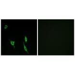 Immunofluorescence - DCC Antibody from Signalway Antibody (34265) - Antibodies.com