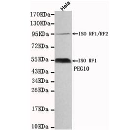 Western blot - PEG10 Monoclonal Antibody from Signalway Antibody (27129) - Antibodies.com