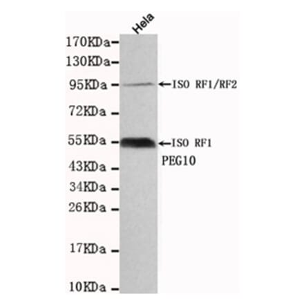 Western blot - PEG10 Monoclonal Antibody from Signalway Antibody (27129) - Antibodies.com