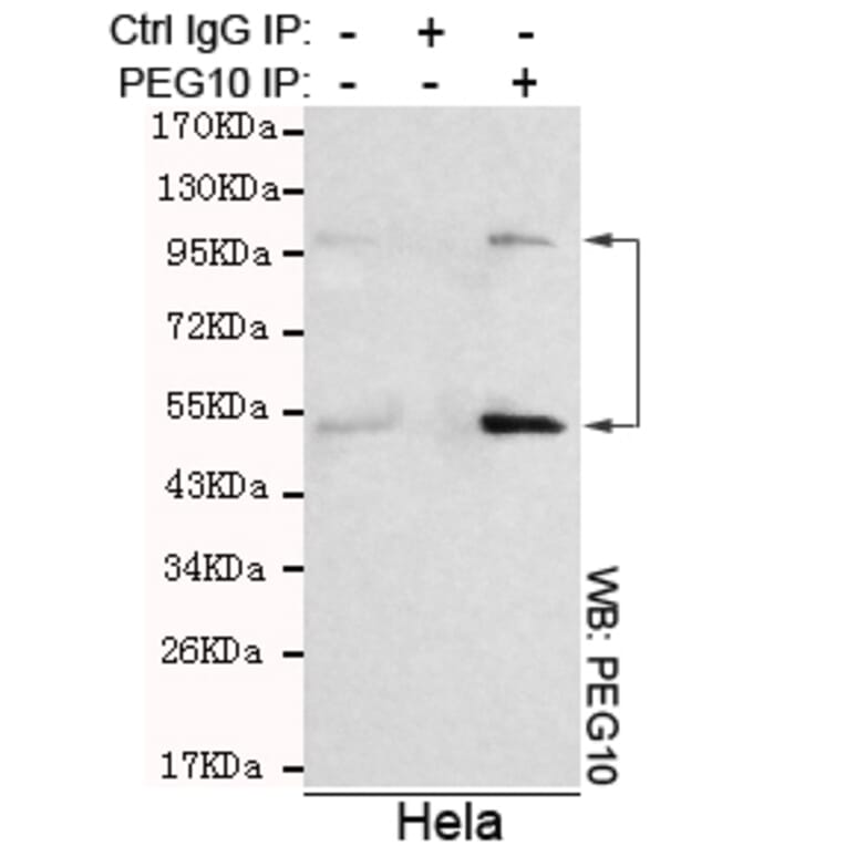 Immunoprecipitation - PEG10 Monoclonal Antibody from Signalway Antibody (27129) - Antibodies.com