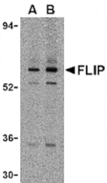 Western blot - FLIP Antibody from Signalway Antibody (24029) - Antibodies.com