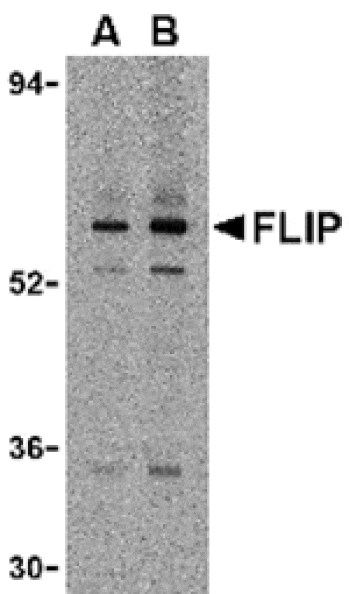 Western blot - FLIP Antibody from Signalway Antibody (24029) - Antibodies.com
