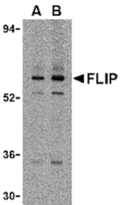 Western blot - FLIP Antibody from Signalway Antibody (24029) - Antibodies.com