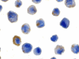 Immunocytochemistry - FLIP Antibody from Signalway Antibody (24029) - Antibodies.com