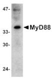 Western blot - MYD88 Antibody from Signalway Antibody (24066) - Antibodies.com