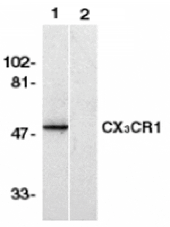 Western blot - CX3CR1 Antibody from Signalway Antibody (24056) - Antibodies.com