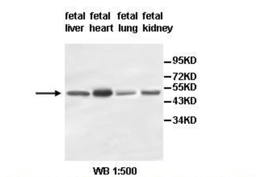 hypothetical protein Antibody from Signalway Antibody (39515) - Antibodies.com