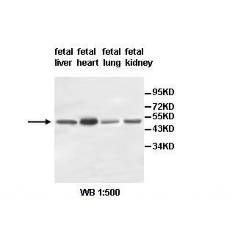 hypothetical protein Antibody from Signalway Antibody (39515) - Antibodies.com