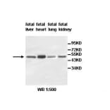 hypothetical protein Antibody from Signalway Antibody (39515) - Antibodies.com