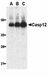 Western blot - Caspase-12 Antibody (Large) from Signalway Antibody (24208) - Antibodies.com