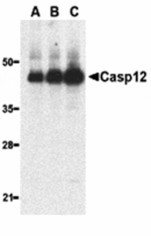 Western blot - Caspase-12 Antibody (Large) from Signalway Antibody (24208) - Antibodies.com