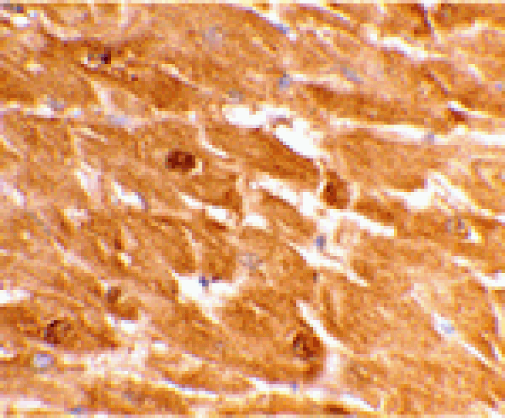 Immunohistochemistry - Caspase-12 Antibody (Large) from Signalway Antibody (24208) - Antibodies.com