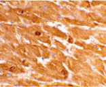 Immunohistochemistry - Caspase-12 Antibody (Large) from Signalway Antibody (24208) - Antibodies.com