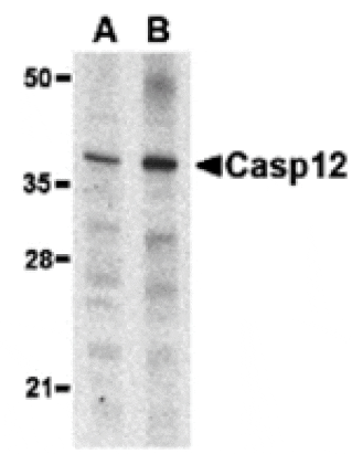 Western blot - Caspase-12 Antibody (Small) from Signalway Antibody (24209) - Antibodies.com