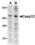 Western blot - Caspase-12 Antibody (Small) from Signalway Antibody (24209) - Antibodies.com