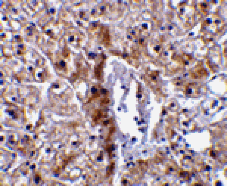 Immunohistochemistry - Caspase-12 Antibody (Small) from Signalway Antibody (24209) - Antibodies.com