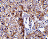 Immunohistochemistry - Caspase-12 Antibody (Small) from Signalway Antibody (24209) - Antibodies.com
