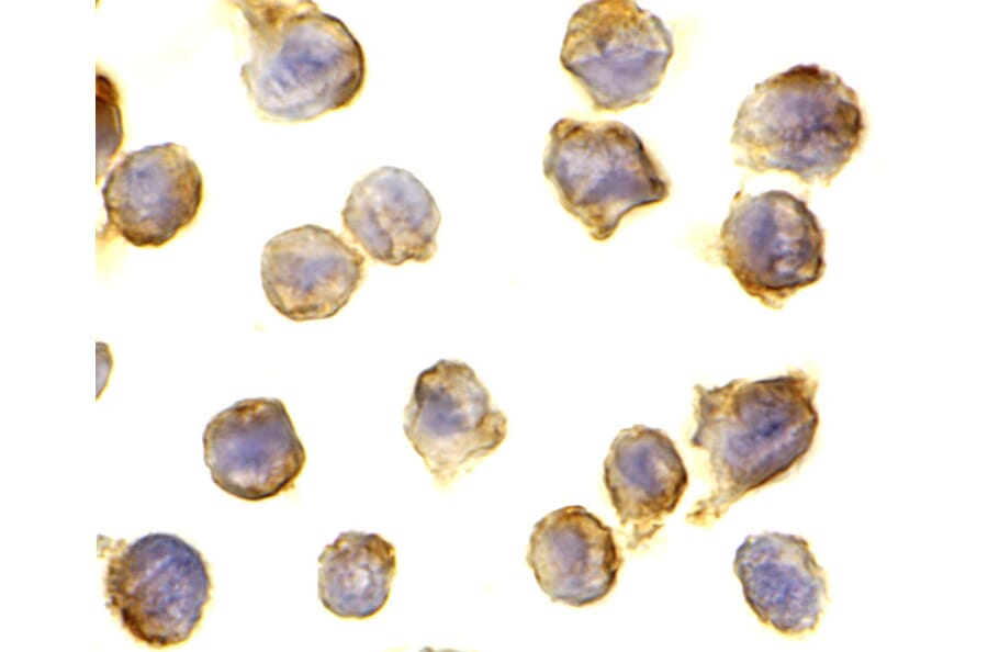 Immunohistochemistry - DC-SIGN Monoclonal Antibody from Signalway Antibody (26003) - Antibodies.com