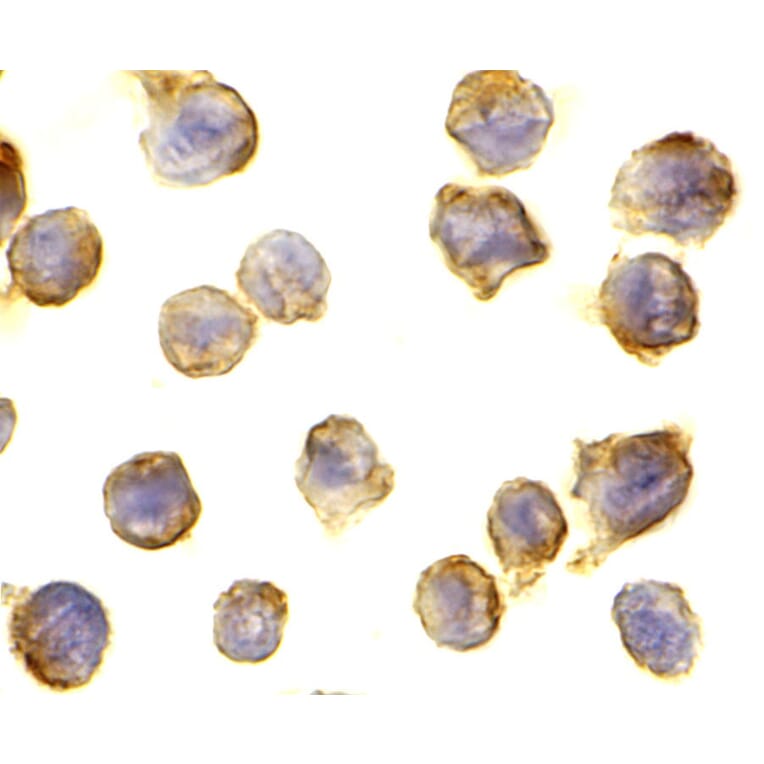 Immunohistochemistry - DC-SIGN Monoclonal Antibody from Signalway Antibody (26003) - Antibodies.com