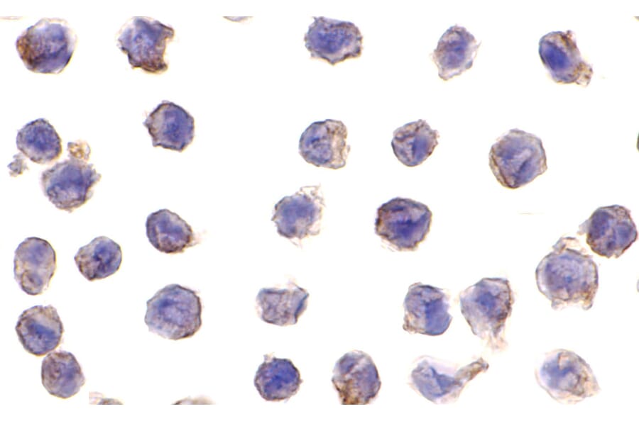 Immunohistochemistry - DC-SIGN Monoclonal Antibody from Signalway Antibody (26004) - Antibodies.com