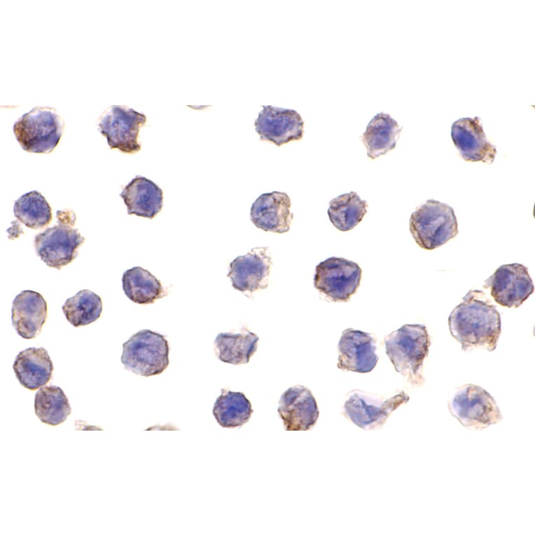 Immunohistochemistry - DC-SIGN Monoclonal Antibody from Signalway Antibody (26004) - Antibodies.com