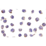 Immunohistochemistry - DC-SIGN Monoclonal Antibody from Signalway Antibody (26004) - Antibodies.com