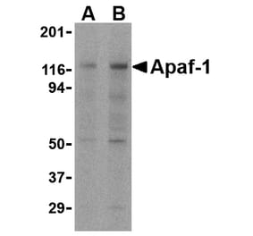 Western blot - Apaf-1 Monoclonal Antibody from Signalway Antibody (26001) - Antibodies.com