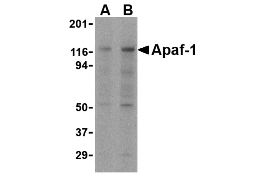 Western blot - Apaf-1 Monoclonal Antibody from Signalway Antibody (26001) - Antibodies.com