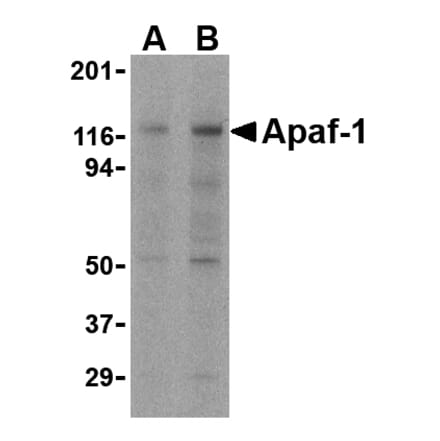 Western blot - Apaf-1 Monoclonal Antibody from Signalway Antibody (26001) - Antibodies.com