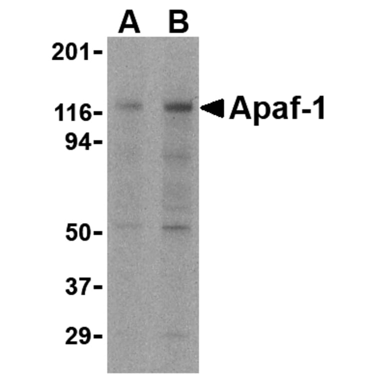 Western blot - Apaf-1 Monoclonal Antibody from Signalway Antibody (26001) - Antibodies.com
